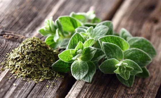 Oregano Extract